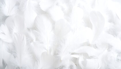 Obraz premium White feathers background with soft and fluffy.