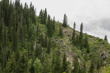 pine trees in the mountains