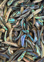 Shiny fragments of abalone shells