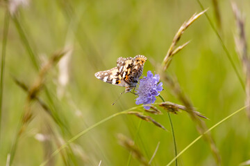 Schmetterling auf Lilablüte