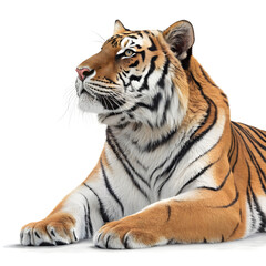 Fototapeta premium A full-body Bengal tiger lying down with its head raised, displaying detailed fur patterns and a relaxed expression.