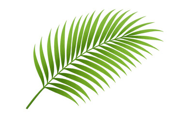 Obraz premium Green palm leaf, isolated against transparent backdrop, highlighting botanical elegance with vivid tropical detailing