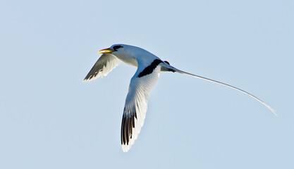 Weißschwanz-Tropikvogel (Phaethon lepturus) im Flug