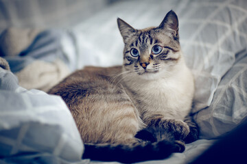 A Thai striped cat with striking blue eyes rests comfortably among soft..