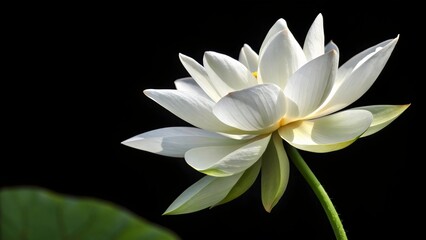 white lotus flower on black background