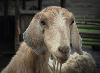 Fototapeta premium A portrait of a cute sheep with funny beard