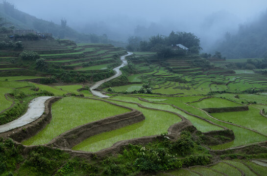 Scenic road winding through the layered terraces of paddy rice fields in the Sapa region of northern Vietnam