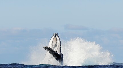 Humpback whale jump Megaptera breaches near East London South Africa. Shot in Tonga or South Africa. Humpback whale jumps out of the water Slow motion. Wildlife giant marine mammals. Amazing animals