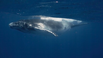 Fantastic closeup humpback whale gently dancing in blue water close to surface, light shimmering....