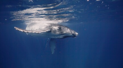 Naklejka premium Fantastic closeup humpback whale gently dancing in blue water close to surface, light shimmering. Underwater shot full body whale. Concept of natural habitat wildlife marine animals of Tonga