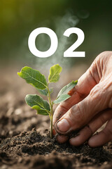 Close up hand of a person planting a tree sapling in the soil with "O2" text in the air above. Sustainable tree environment, Earth day, Planting seedlings
