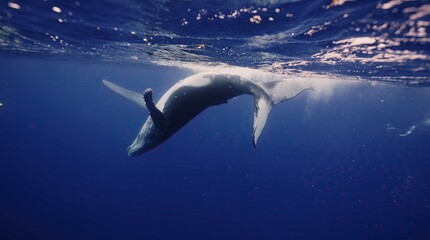 Fototapeta premium Fantastic closeup humpback whale gently dancing in blue water close to surface, light shimmering. Concept of natural habitat wildlife marine animals of Tonga. Underwater shot full body whale.