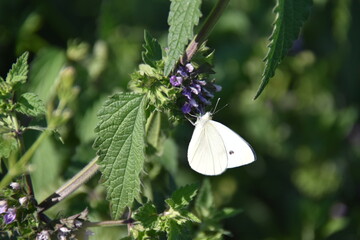 butterfly on a flower