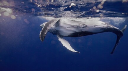 Fantastic closeup humpback whale gently dancing in blue water close to surface, light shimmering....