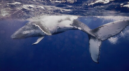 Fantastic closeup humpback whale gently dancing in blue water close to surface, light shimmering....