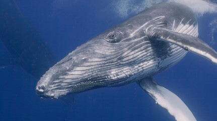 Fantastic closeup humpback whale gently dancing in blue water close to surface, light shimmering. Concept of natural habitat wildlife marine animals of Tonga. Underwater shot full body whale.