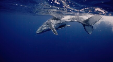 Fantastic closeup humpback whale gently dancing in blue water close to surface, light shimmering. Concept of natural habitat wildlife marine animals of Tonga. Underwater shot full body whale.