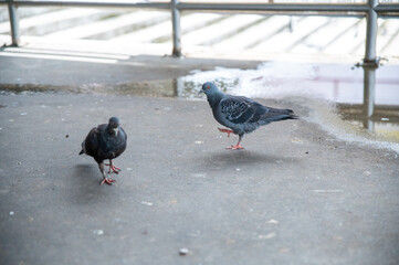 Pigeons walking on the cement floor