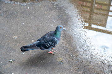 Pigeons walking on the cement floor