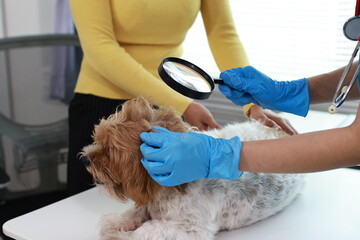 A veterinarian examines a sick puppy in a veterinary clinic, using a stethoscope to check its health and prescribe proper medication.