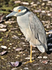Yellow-crowned night heron on rocky shore