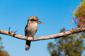 Kookaburra closeup perched on a branch