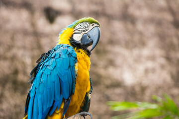 Obraz premium Exotic blue and yellow parrot macaw ara closeup perched on a branch