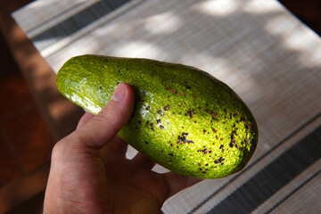 Hand holding an avocado, rustic and homemade background, Costa Rica