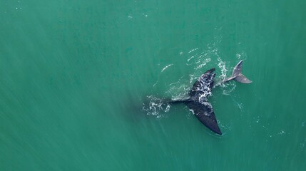 Heart shape whale tails in turcuoise water. Bowhead whale family together in blue ocean, Mother cares calf. Aerial view bowhead whale spouting. Whale watching of migrate Baleen whales South Africa