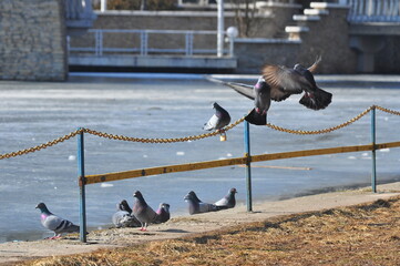 birds on the fence