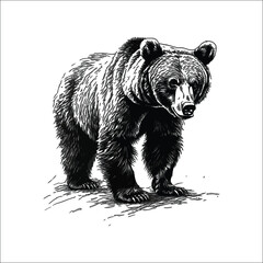 Fototapeta premium Realistic Grizzly Bear Drawing Detailed Pencil Sketch Ar