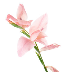 Gladiolus flowers, Pink gladiolus blooming on branch isolated on white background, with clipping path