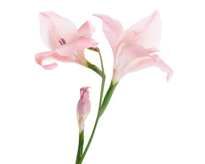 Obraz premium Gladiolus flowers, Pink gladiolus blooming on branch isolated on white background, with clipping path
