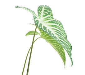 Xanthosoma Lindenii leaf, Caladium Lindenii foliage isolated on white background, with clipping path  © DEWINs