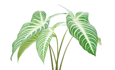 Xanthosoma Lindenii leaf, Caladium Lindenii foliage isolated on white background, with clipping path  © DEWINs
