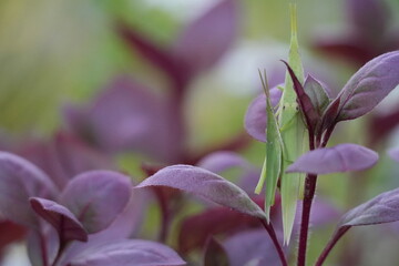 Piggybacking Grasshoppers on Purple Leaf &ndash; Nature Macro Shot.