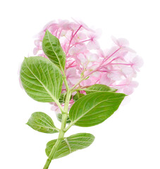 Hydrangea flower, Hydrangea macrophylla, isolated on white background, with clipping path 