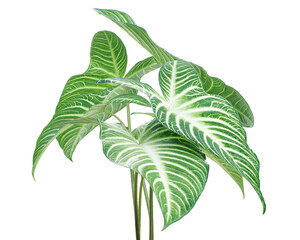 Xanthosoma Lindenii leaf, Caladium Lindenii foliage isolated on white background, with clipping path  © DEWINs