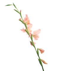 Gladiolus flowers, Pink gladiolus blooming on branch isolated on white background, with clipping...