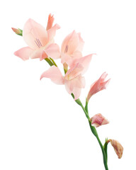 Gladiolus flowers, Pink gladiolus blooming on branch isolated on white background, with clipping...