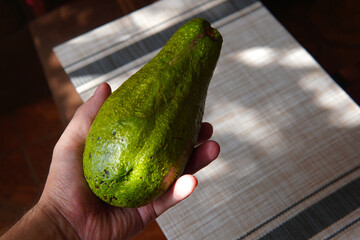 Hand holding an avocado, rustic and homemade background, Costa Rica