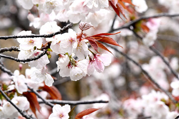 須磨の桜