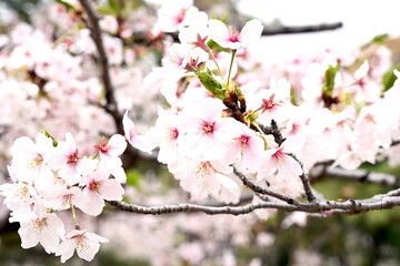 須磨の桜