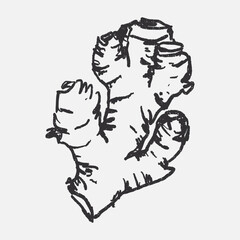 Doodle elements of fruit and vegetable, specifically a Ginger