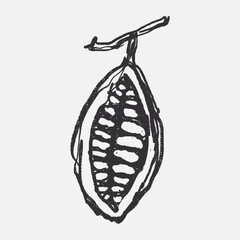 Doodle elements of fruit and vegetable, specifically a Cocoa Beans