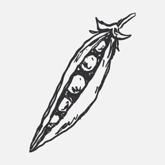 Doodle elements of fruit and vegetable, specifically a fresh been