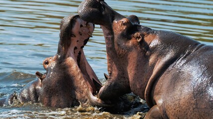 Male hippos open mouth wide jump out of water and fight in Mara river with brown muddy water....