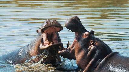 Male hippos open mouth wide jump out of water and fight in Mara river with brown muddy water. Hippopotamus rival contend in swamps ponds. Wild animals in natural habitat. African nature reservation