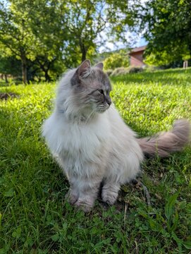 Wei&szlig;er Langhaar Kater sitzt in Wiese