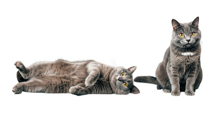 Two gray cats one sitting and the other lying on its back with its paws in the air on black background